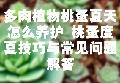 多肉植物桃蛋夏天怎么养护 桃蛋度夏技巧与常见问题解答