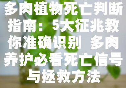 多肉植物死亡判断指南：5大征兆教你准确识别 多肉养护必看死亡信号与拯救方法