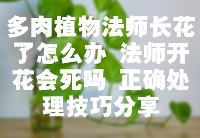多肉植物法师长花了怎么办 法师开花会死吗 正确处理技巧分享