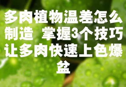 多肉植物温差怎么制造 掌握3个技巧让多肉快速上色爆盆