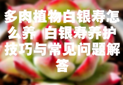多肉植物白银寿怎么养 白银寿养护技巧与常见问题解答