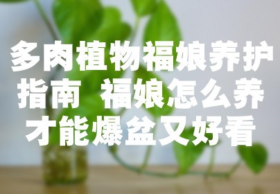 多肉植物福娘养护指南 福娘怎么养才能爆盆又好看