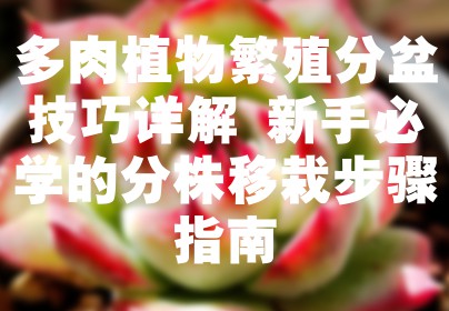 多肉植物繁殖分盆技巧详解 新手必学的分株移栽步骤指南