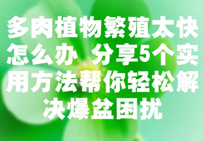 多肉植物繁殖太快怎么办 分享5个实用方法帮你轻松解决爆盆困扰
