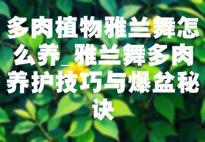 多肉植物雅兰舞怎么养_雅兰舞多肉养护技巧与爆盆秘诀
