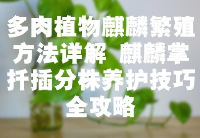 多肉植物麒麟繁殖方法详解 麒麟掌扦插分株养护技巧全攻略