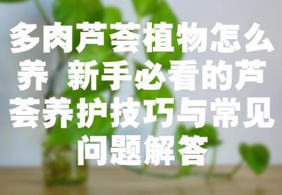 多肉芦荟植物怎么养 新手必看的芦荟养护技巧与常见问题解答