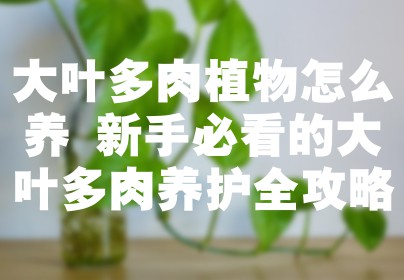 大叶多肉植物怎么养 新手必看的大叶多肉养护全攻略