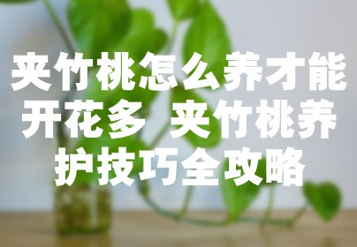 夹竹桃怎么养才能开花多 夹竹桃养护技巧全攻略