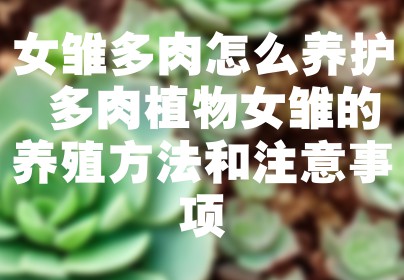 女雏多肉怎么养护 多肉植物女雏的养殖方法和注意事项