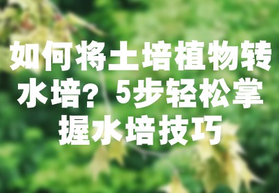 如何将土培植物转水培？5步轻松掌握水培技巧