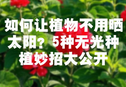 如何让植物不用晒太阳？5种无光种植妙招大公开