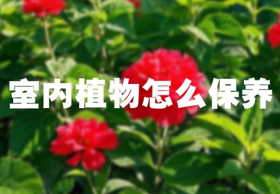 室内植物怎么保养