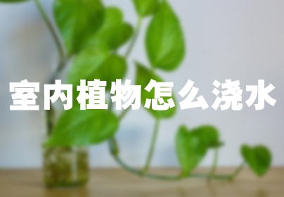 室内植物怎么浇水