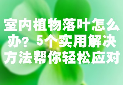 室内植物落叶怎么办？5个实用解决方法帮你轻松应对