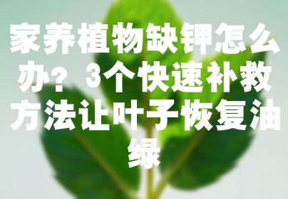 家养植物缺钾怎么办？3个快速补救方法让叶子恢复油绿