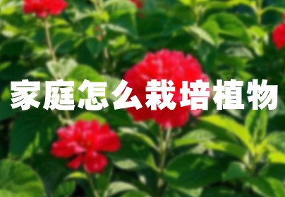 家庭怎么栽培植物