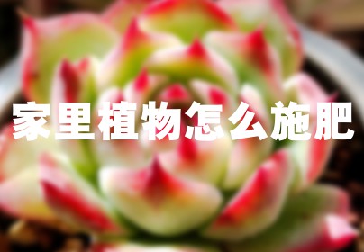家里植物怎么施肥