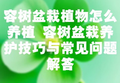 容树盆栽植物怎么养植 容树盆栽养护技巧与常见问题解答