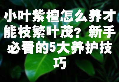 小叶紫檀怎么养才能枝繁叶茂？新手必看的5大养护技巧