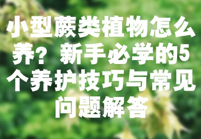 小型蕨类植物怎么养？新手必学的5个养护技巧与常见问题解答