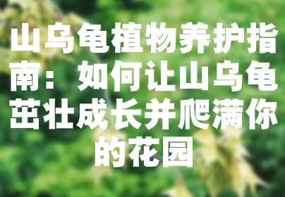 山乌龟植物养护指南：如何让山乌龟茁壮成长并爬满你的花园