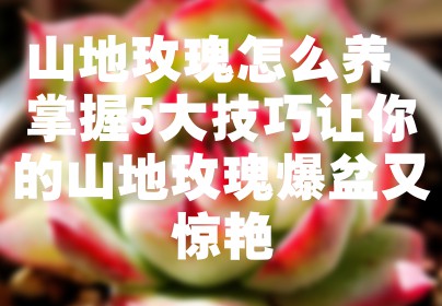 山地玫瑰怎么养 掌握5大技巧让你的山地玫瑰爆盆又惊艳