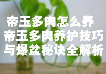 帝玉多肉怎么养 帝玉多肉养护技巧与爆盆秘诀全解析