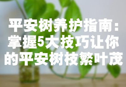 平安树养护指南：掌握5大技巧让你的平安树枝繁叶茂