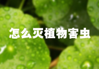 怎么灭植物害虫