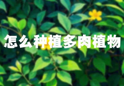 怎么种植多肉植物