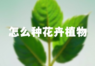 怎么种花卉植物
