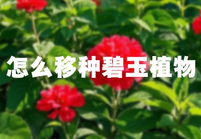 怎么移种碧玉植物