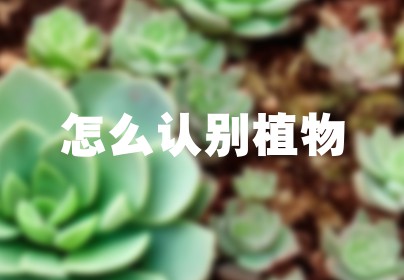 怎么认别植物