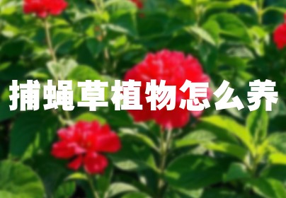 捕蝇草植物怎么养