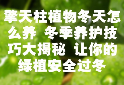 擎天柱植物冬天怎么养 冬季养护技巧大揭秘 让你的绿植安全过冬
