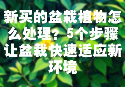 新买的盆栽植物怎么处理？5个步骤让盆栽快速适应新环境