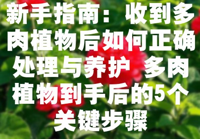 新手指南：收到多肉植物后如何正确处理与养护 多肉植物到手后的5个关键步骤