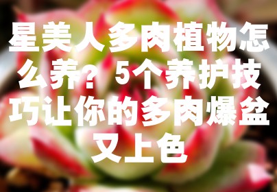 星美人多肉植物怎么养？5个养护技巧让你的多肉爆盆又上色