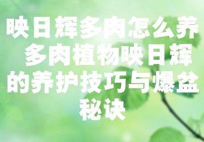 映日辉多肉怎么养 多肉植物映日辉的养护技巧与爆盆秘诀