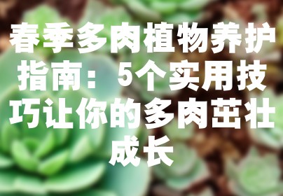 春季多肉植物养护指南：5个实用技巧让你的多肉茁壮成长