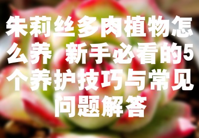 朱莉丝多肉植物怎么养 新手必看的5个养护技巧与常见问题解答