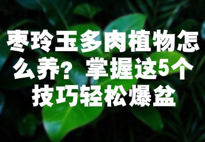 枣玲玉多肉植物怎么养？掌握这5个技巧轻松爆盆