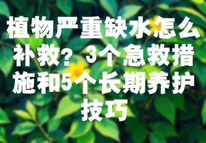 植物严重缺水怎么补救？3个急救措施和5个长期养护技巧