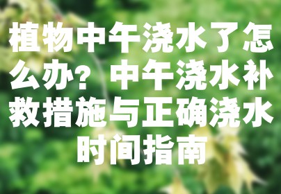 植物中午浇水了怎么办？中午浇水补救措施与正确浇水时间指南