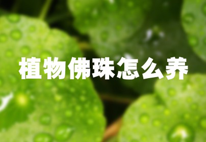 植物佛珠怎么养