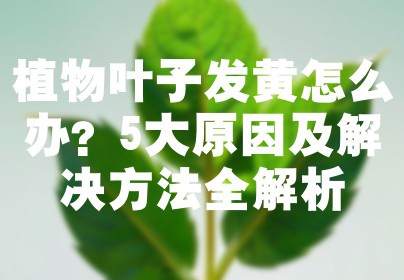 植物叶子发黄怎么办？5大原因及解决方法全解析
