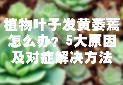 植物叶子发黄萎蔫怎么办？5大原因及对症解决方法