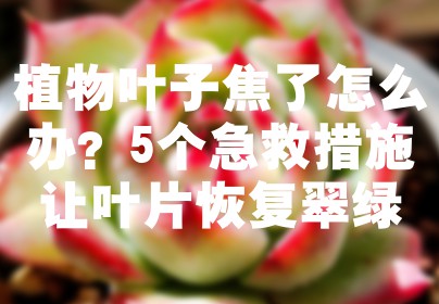 植物叶子焦了怎么办？5个急救措施让叶片恢复翠绿