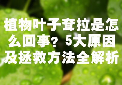 植物叶子耷拉是怎么回事？5大原因及拯救方法全解析